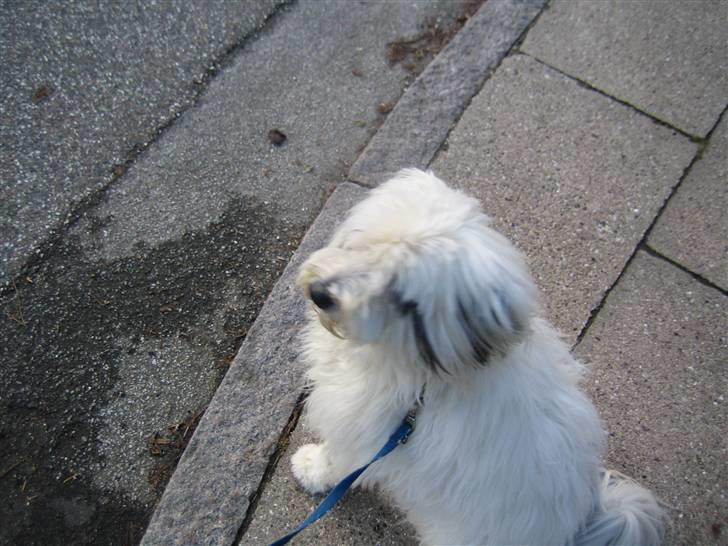 Blanding af racer Bølle billede 20