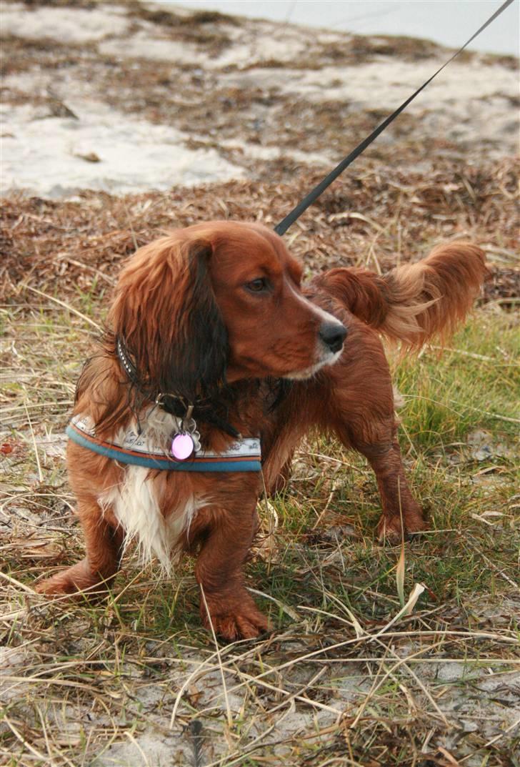 Blanding af racer Sirius billede 1