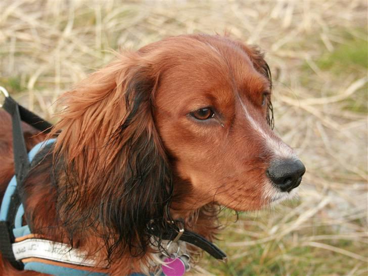 Blanding af racer Sirius billede 2