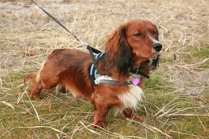 Blanding af racer Sirius billede 3