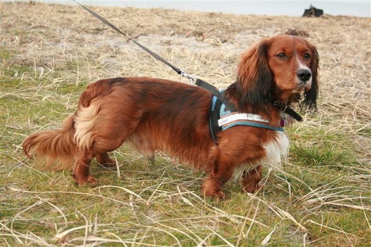 Blanding af racer Sirius billede 4