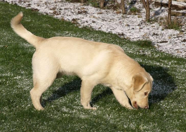 Blanding af racer Neela - Bebsen billede 16