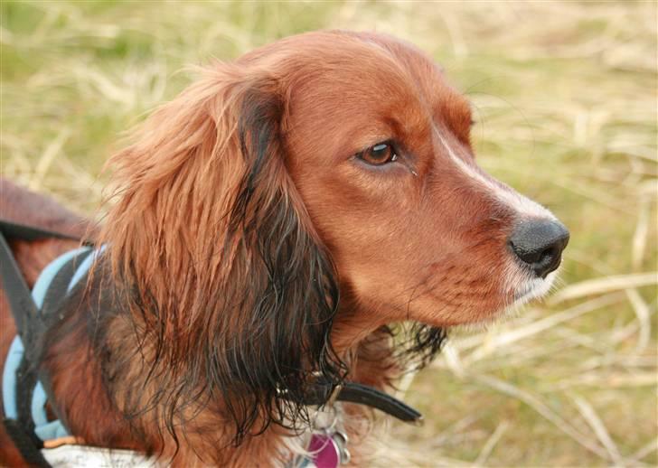 Blanding af racer Sirius billede 5