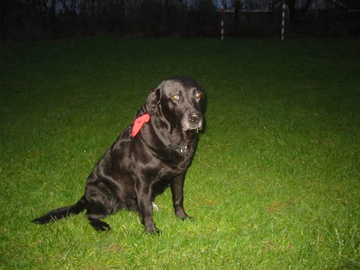Labrador retriever Perle - Er jeg ikke fin:D billede 1