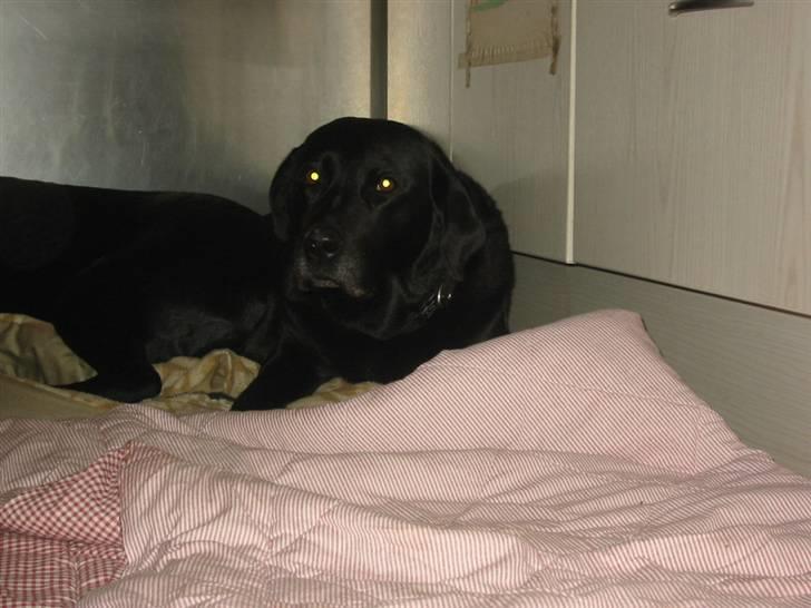 Labrador retriever Perle - Jeg tager lige en slapper:D billede 2