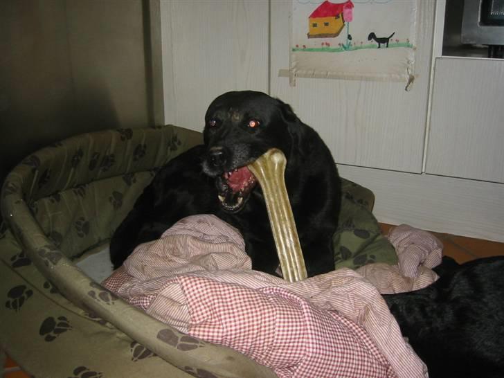 Labrador retriever Perle - Mmmmm. Kødben:D billede 3