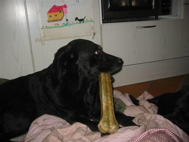 Labrador retriever Perle - Det er godt nok stort:D billede 4