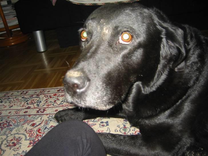 Labrador retriever Perle - Hvad laver du? billede 5