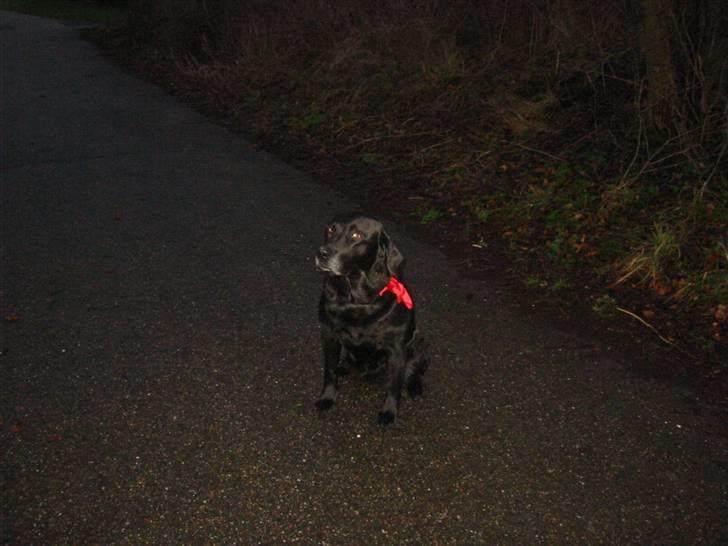 Labrador retriever Perle - Nu gider jeg ikke at gå længre billede 6
