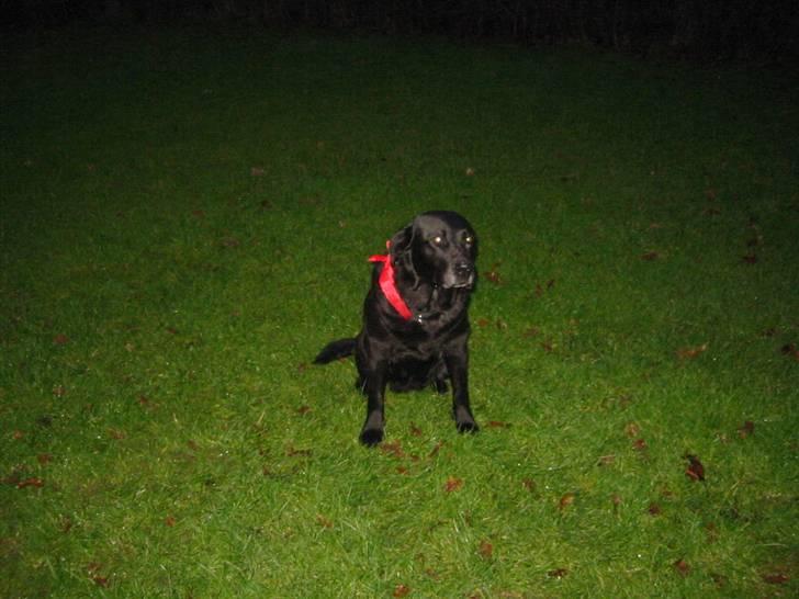 Labrador retriever Perle - Skal vi snart hjem?:D billede 7