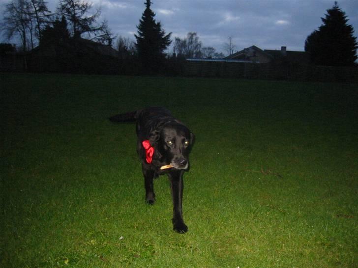 Labrador retriever Perle - Griber du? billede 8