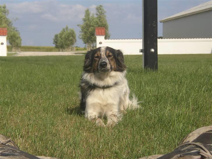 Blanding af racer Trylle<'33 - Trylle<´33 billede 1