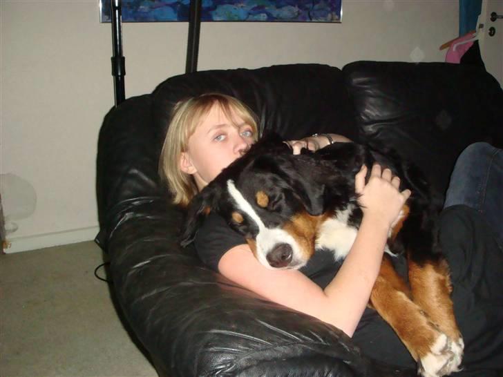 Berner sennenhund Sabelle - Jeg ligger lige og sover på min søster. billede 12