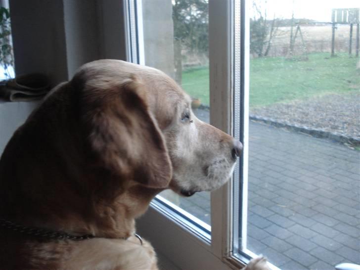 Labrador retriever Sally billede 16