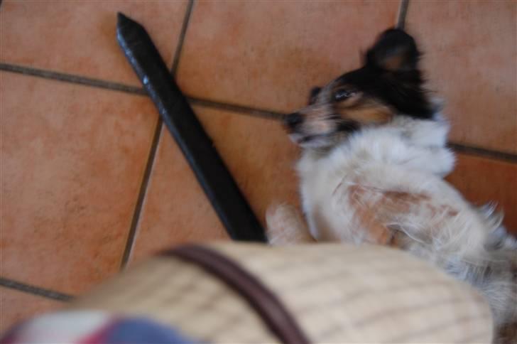 Blanding af racer Trylle<'33 - Jeg Elsker simpelhen at blive nusset:) Mmm, billede 3