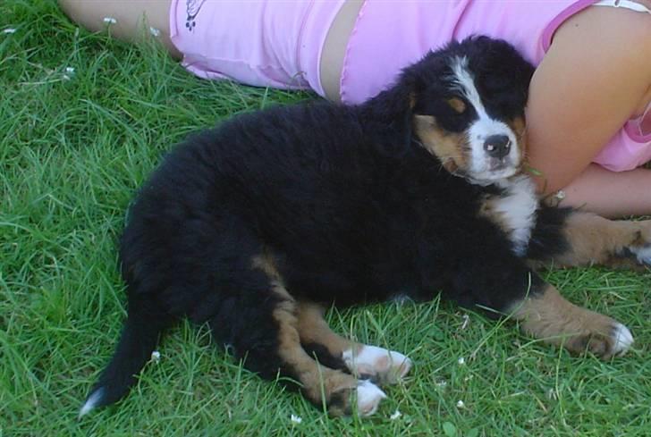 Berner sennenhund Sabelle - Igen ligger jeg og sover på min søster. Det er vist ved at blive en vane? billede 13