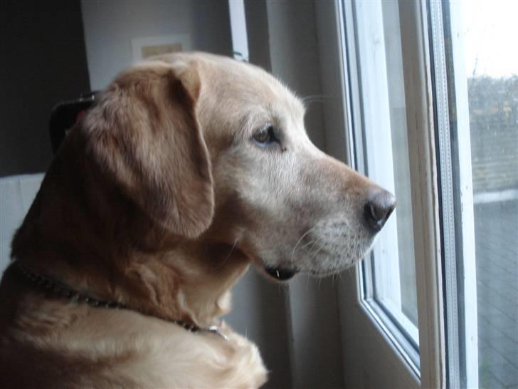 Labrador retriever Sally billede 17