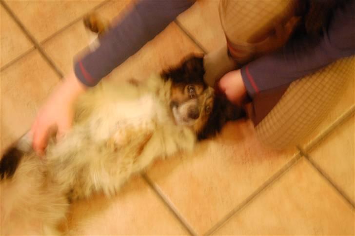 Blanding af racer Trylle<'33 - Mmm><*<3¤ billede 4