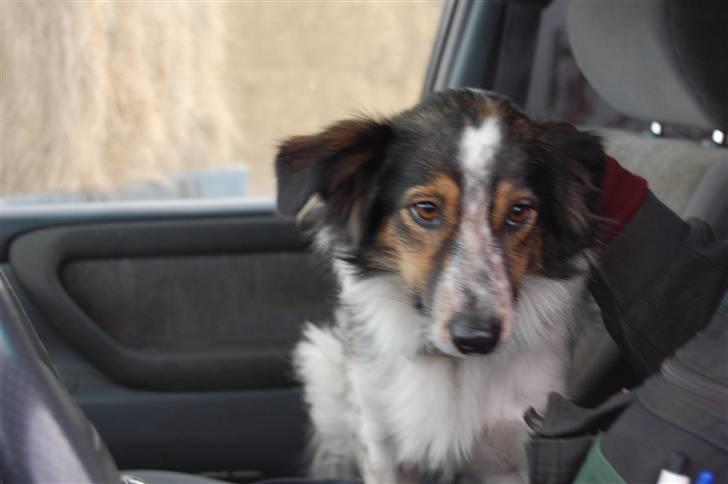 Blanding af racer Trylle<'33 - Hun er ude og køre i bil (IGEN) billede 5