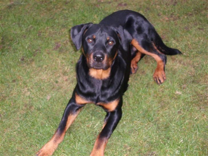 Rottweiler Rocco - Hvor er jeg kær billede 1