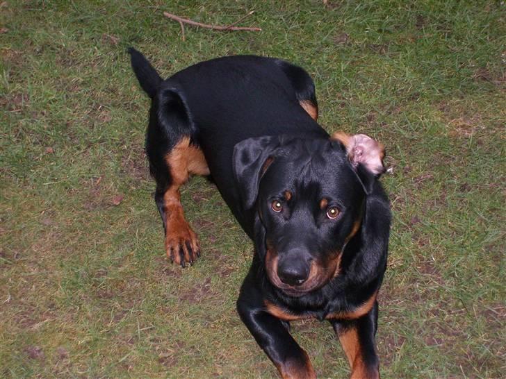 Rottweiler Rocco billede 2