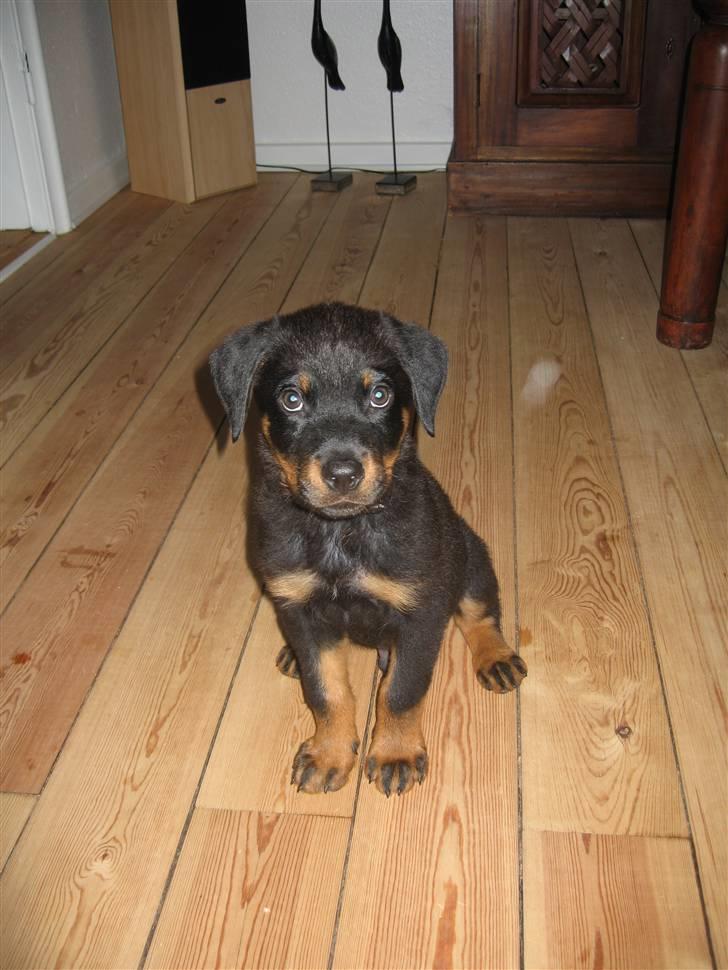 Rottweiler Rocco - Lille og sød billede 3