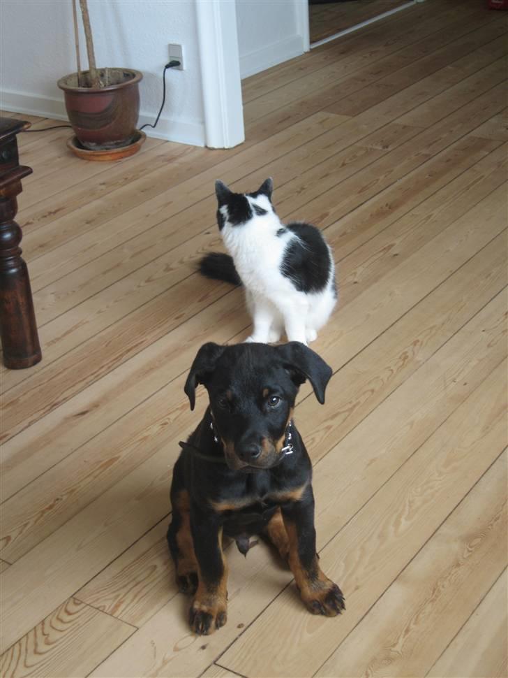 Rottweiler Rocco billede 4