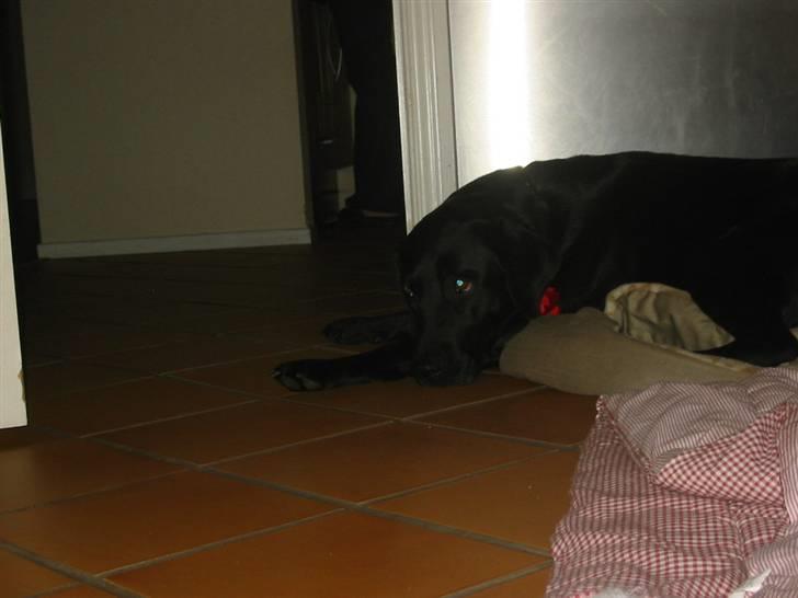 Labrador retriever Trille - Jeg kan ikke sove billede 3