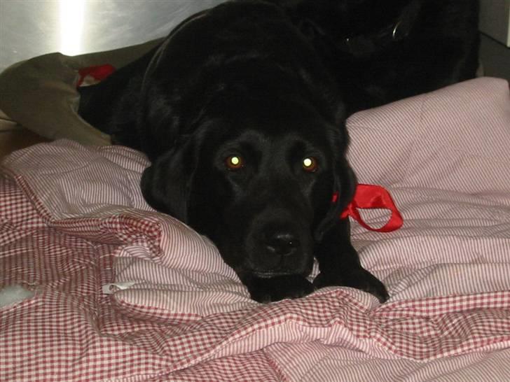 Labrador retriever Trille - Jeg keder mig:D billede 4