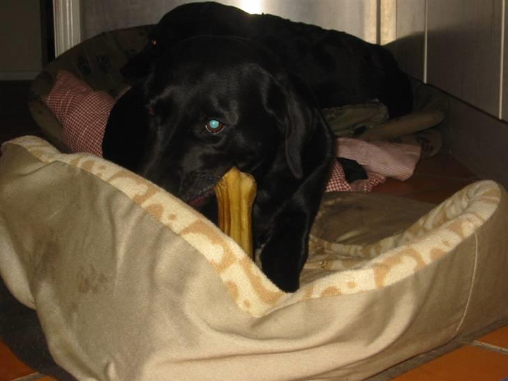 Labrador retriever Trille - Mmmm. Kødben billede 5