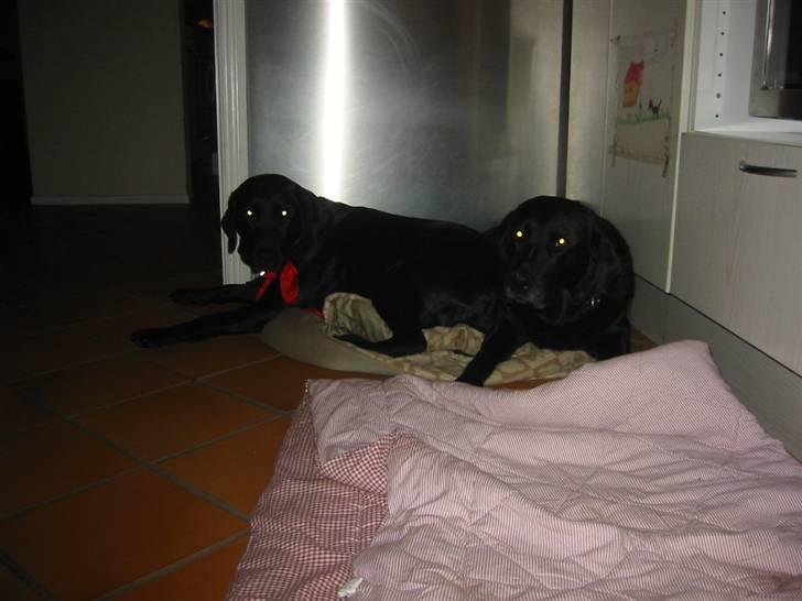 Labrador retriever Trille - Vi ligger rigtig og putter:D billede 7