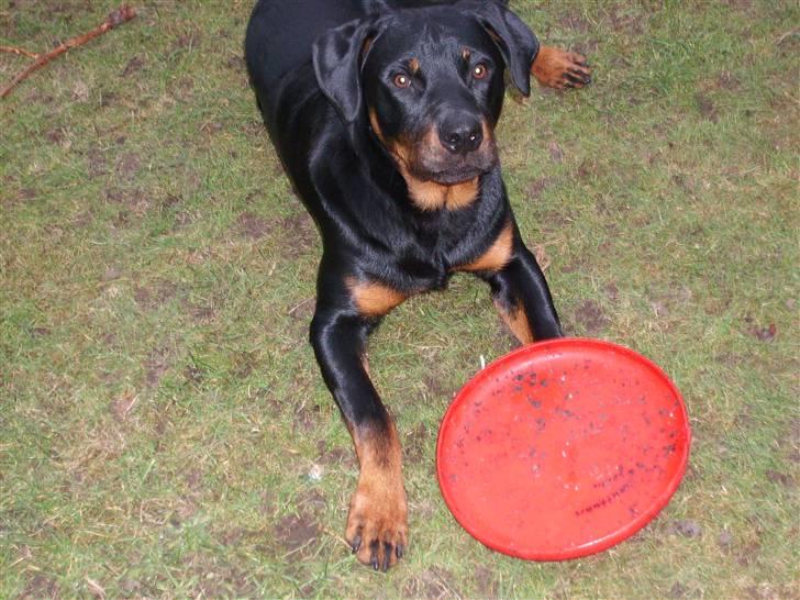 Rottweiler Rocco billede 5