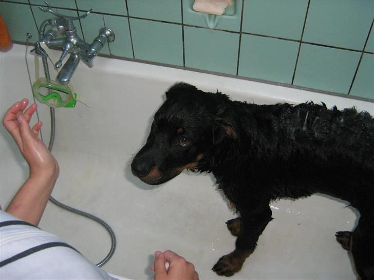 Rottweiler Rocco - ikke helt tilfreds med sigt bad, men det går billede 6