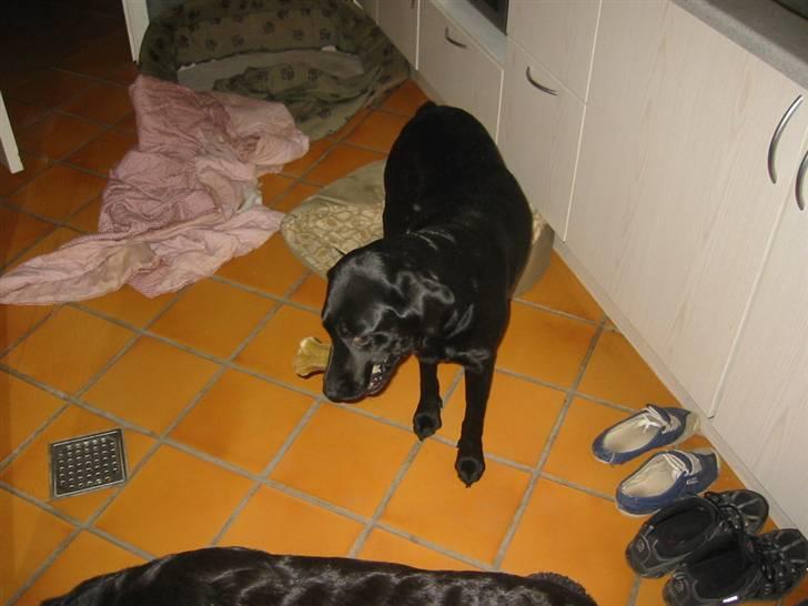 Labrador retriever Trille - Opmærksomhed:D billede 8