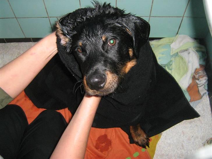 Rottweiler Rocco - hmm det her er dejligt billede 7