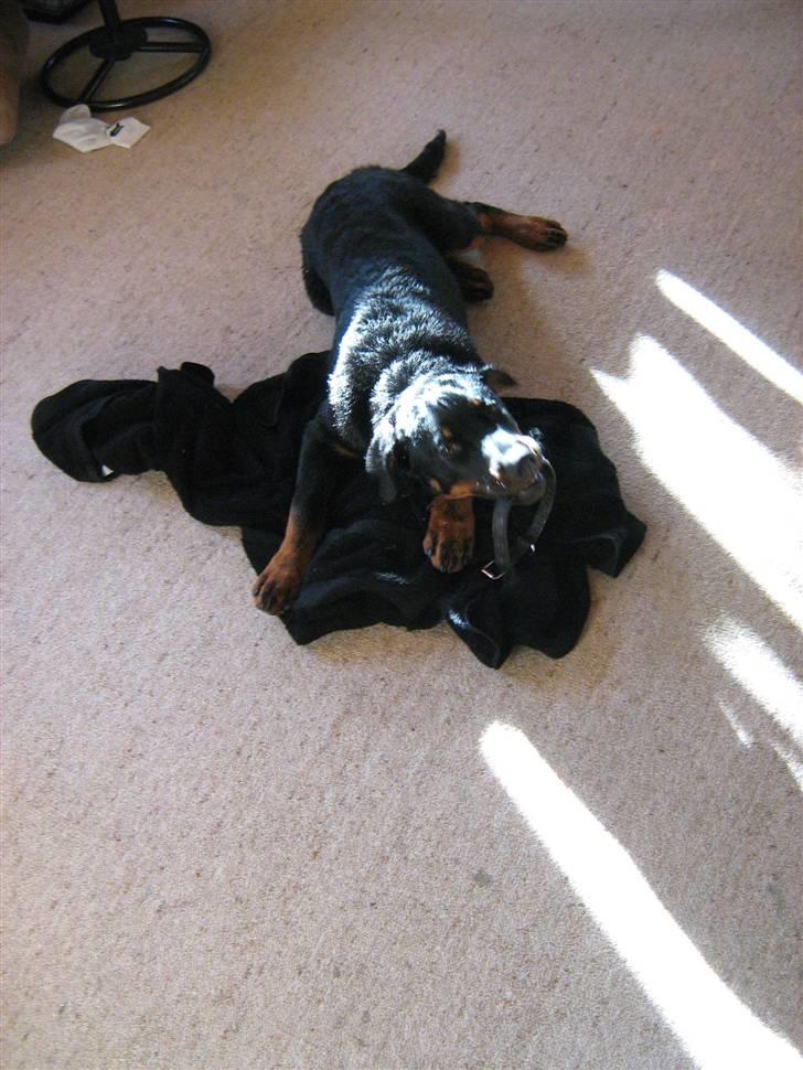 Rottweiler Rocco billede 8