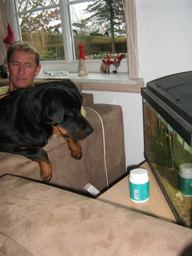 Rottweiler Rocco - Jeg er vild med at igge på de fisk billede 9