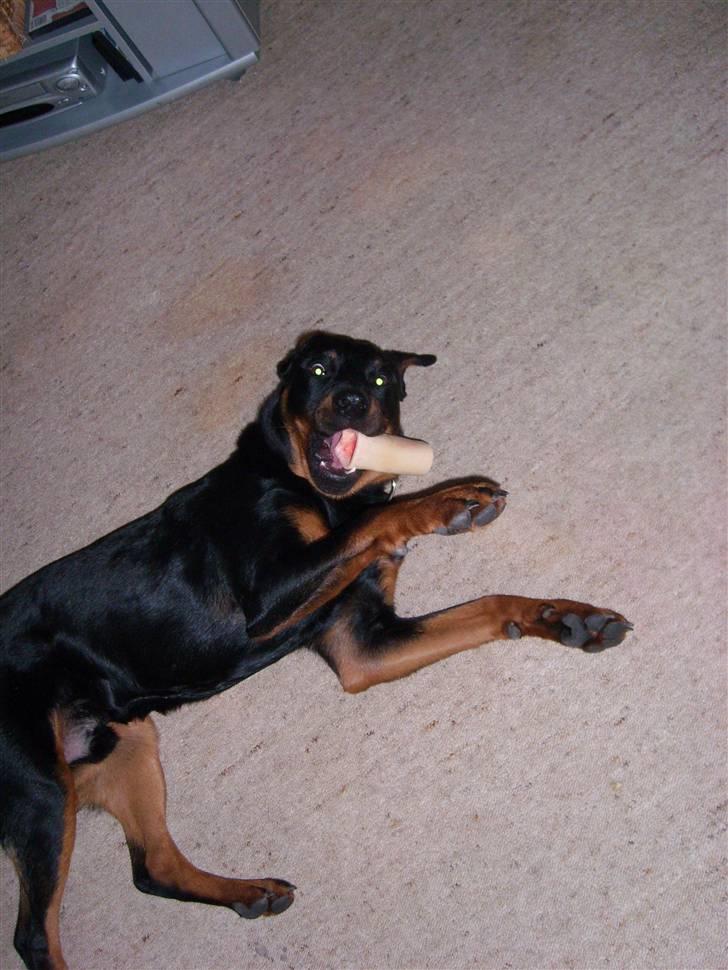 Rottweiler Rocco billede 10