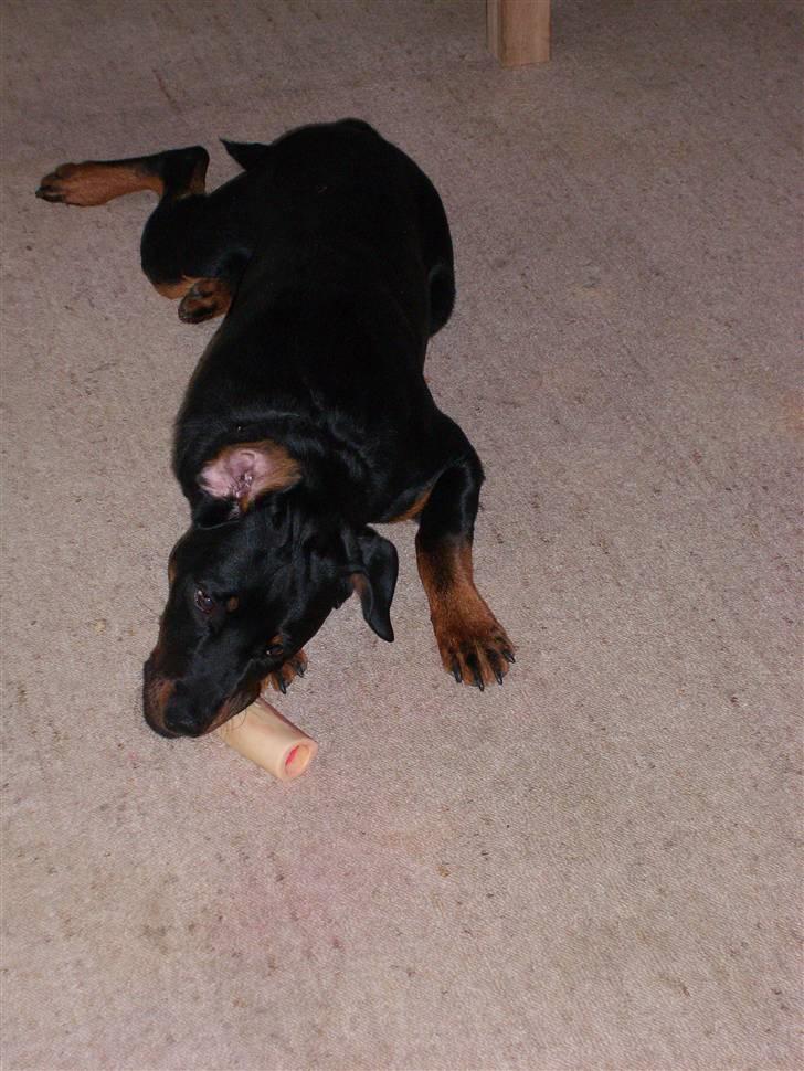 Rottweiler Rocco billede 11