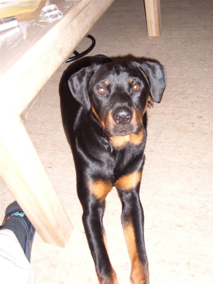 Rottweiler Rocco billede 12