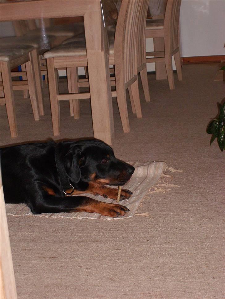 Rottweiler Rocco billede 13