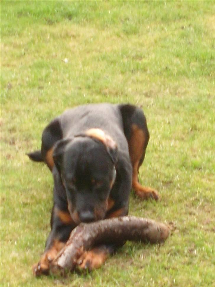 Rottweiler Rocco billede 14
