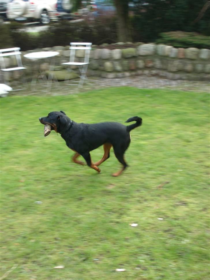 Rottweiler Rocco billede 15
