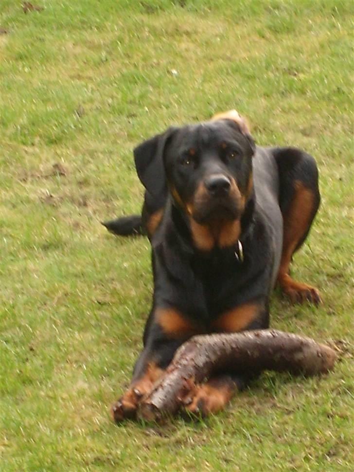 Rottweiler Rocco billede 16
