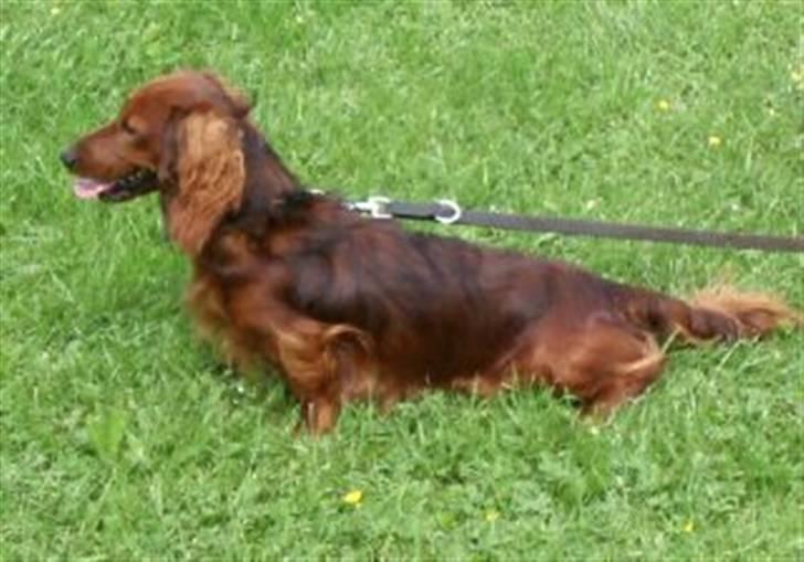 Blanding af racer Sirius - Sirius´ far Balder billede 6