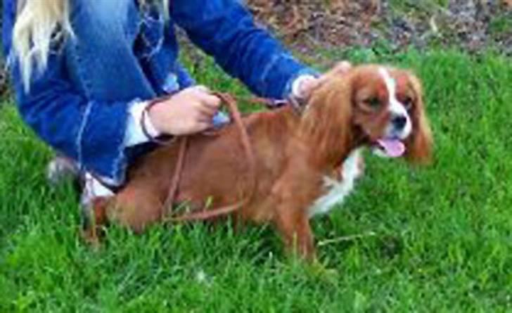 Blanding af racer Sirius - Sirius´ mor Perle billede 7