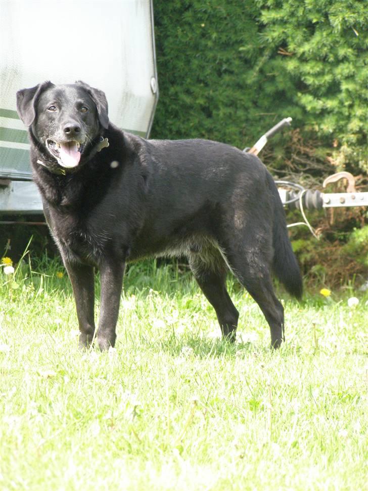 Labrador retriever Bassi - 12# min dejlige hund (: billede 12