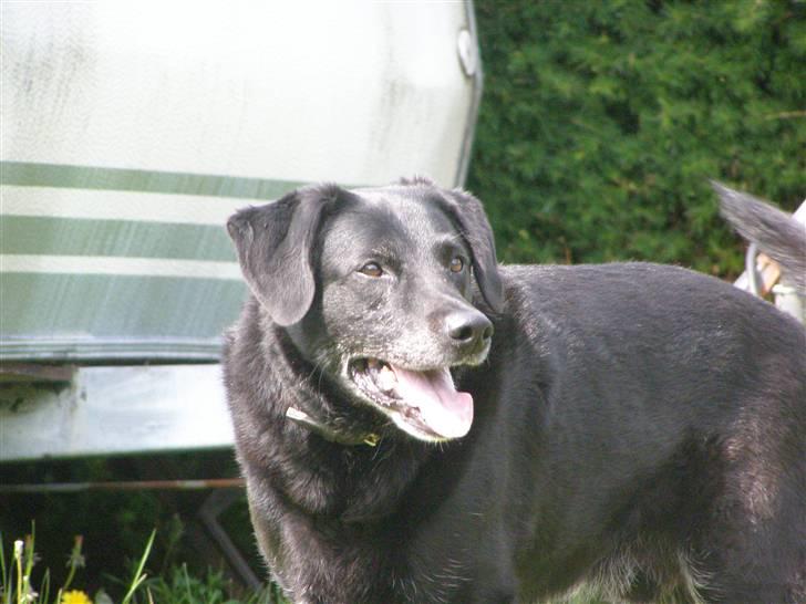 Labrador retriever Bassi - 13# STIRRE? billede 13