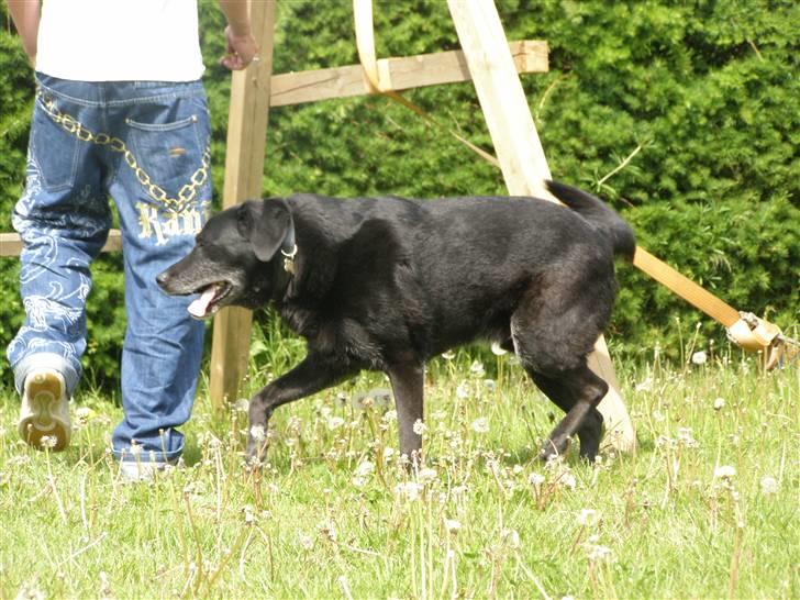 Labrador retriever Bassi - 14# Lidt spøjst :) billede 14