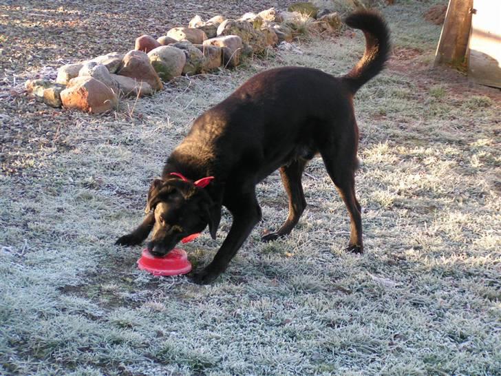 Labrador retriever Bassi - 15# Ødelægger lillesøs´ legetøjs si :) billede 15